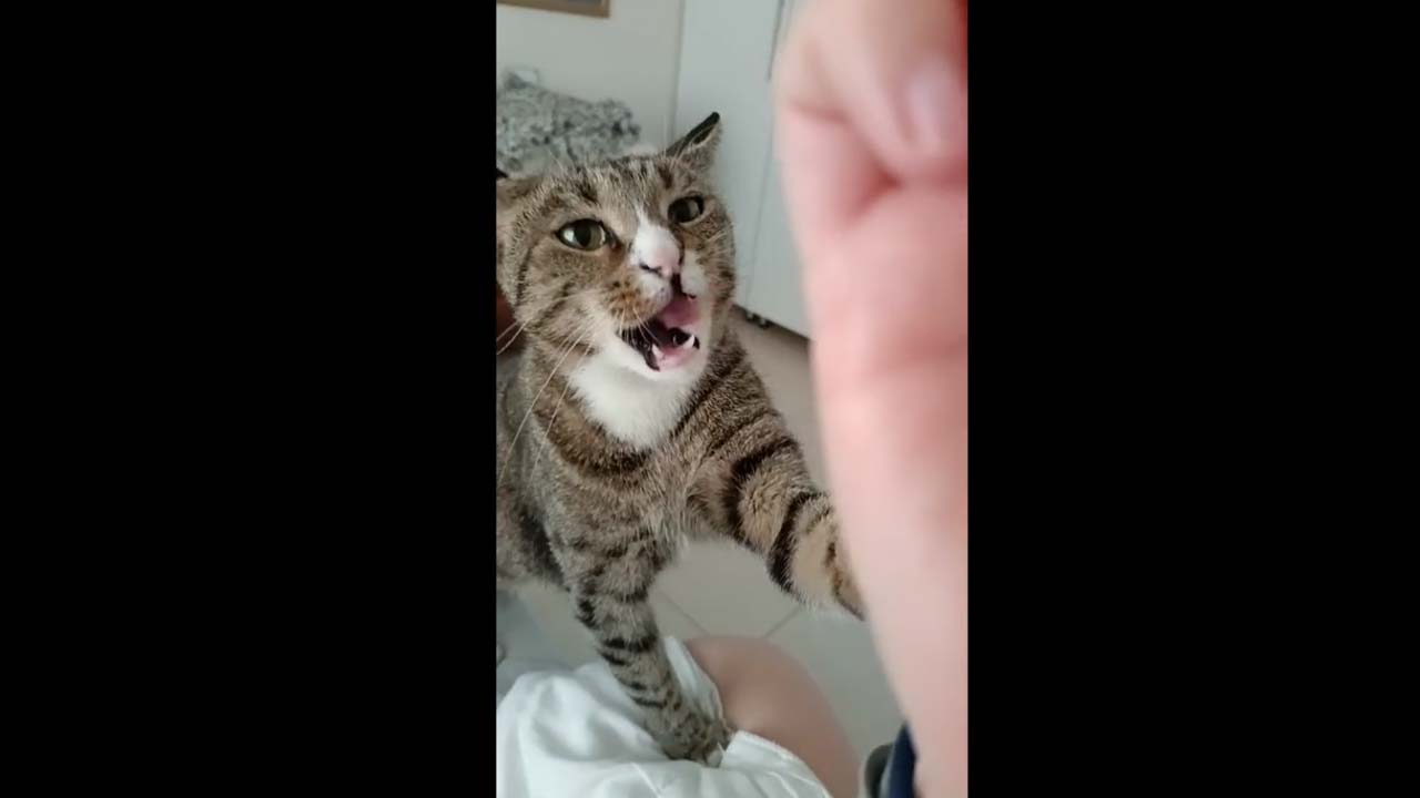 My cat literally tries to steal food our my bowl